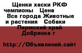 Щенки хаски РКФ чемпионы › Цена ­ 90 000 - Все города Животные и растения » Собаки   . Пермский край,Добрянка г.